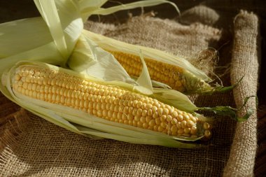 Çuval bezinin üzerinde mısır koçanı var. Sonbahar hasadı. Sarı mısır taneleri