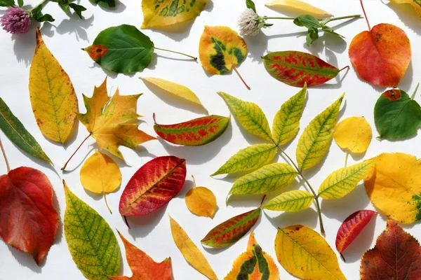 Farklı ağaçların sonbahar yaprakları yüzeyde yayılır. Parlak kırmızı, sarı ve yeşil yapraklar. Sonbahar Altın Zamanı.