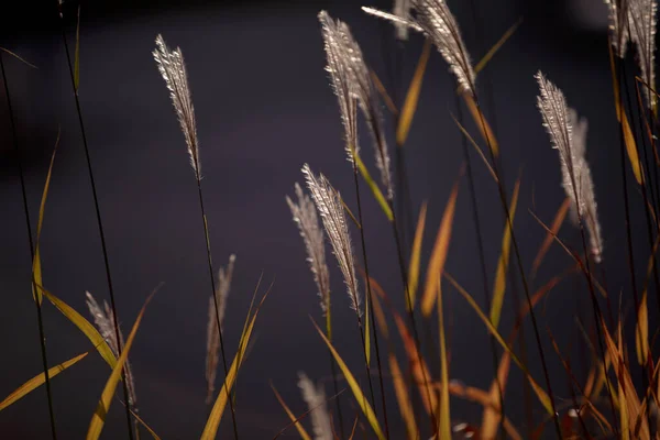 Épillets Miscanthus Sinensis Éclairage Solaire Lumière Contour Herbes Sèches Automne — Photo