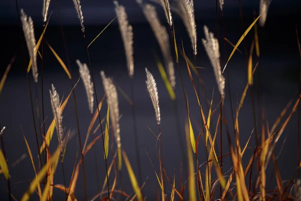 Blommande Spetsar Miscanthus Sinensis Solbelysning Konturljus Torr Höst Gräs Med — Stockfoto