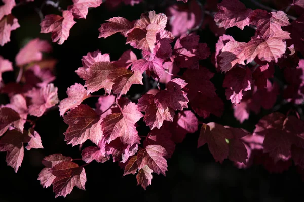 Rosa Och Lila Blad Grenarna Frodig Buske Mörk Naturlig Bakgrund — Stockfoto