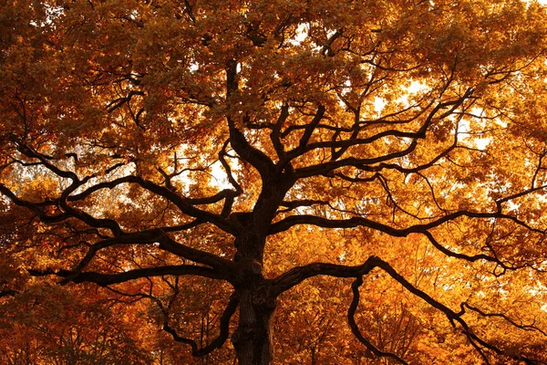 Oak. A large tree with spreading and twisting branches. Autumn yellow foliage on an oak tree. Bright colors of the autumn season