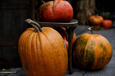 Çeşitli kabak çeşitleri var. Cadılar Bayramı. Büyük ve küçük turuncu balkabaklarının ve saplarının sonbahar gösterisi. Mevsimlik sonbahar hasat dekorasyonu