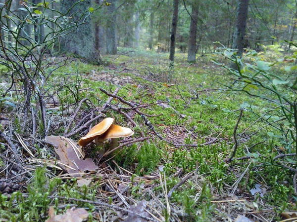 Polar Lasu Ural Rosja Podróże Turystyka Grzyb Północ — Zdjęcie stockowe