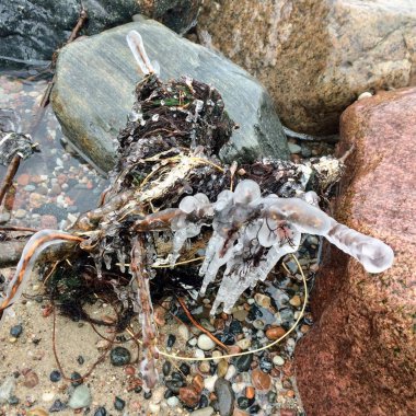 Baltık Denizi plaj kış doku kum ağaç taş desteklemek