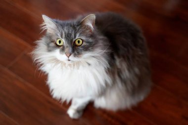 Kahverengi katta oturan ve parlak yeşil gözlü kamera için düz bakarken kedi