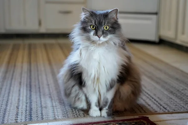 Flauschige Katze Sitzt Auf Grau Gestreiftem Teppich Und Blickt Mit — Stockfoto