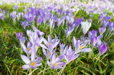 Köln, Almanya Flora mor çiçeklere. Bu alan çiğdemler ilk çiçek açması bitkiler bahar ve bir vurgulamak Köln Şubat ve Mart ziyaret ederken bulunmaktadır