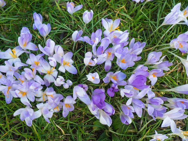 Fleurs Violettes Flore Cologne Allemagne Champ Crocus Sont Les Premières — Photo