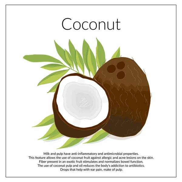 Illustration Mit Saftigen Kokosnüssen Und Kokosstücken Auf Blättern Einer Palme — Stockvektor