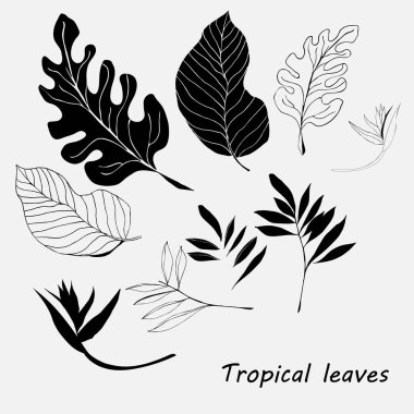 Beyaz bir arka planda farklı Tropic yaprakları ve çiçekler siluetleri