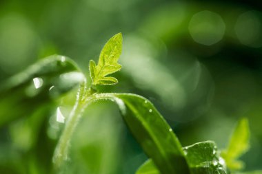 Taze ve Genç domates fidanları Detayı