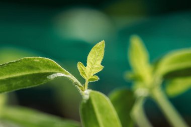 Taze ve Genç domates fidanları Detayı