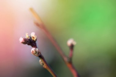 Güneşli erken bahar bahçesinde şeftali çiçeği