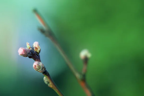Flor de melocotón en el soleado jardín de primavera —  Fotos de Stock