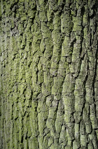 Corteza de álamo o Rhytidome cubierto con detalle de textura de musgo —  Fotos de Stock