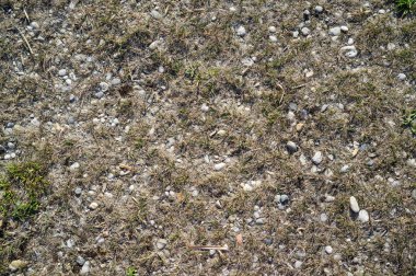 Neusiedler görmek de Tutulmaz River Bank