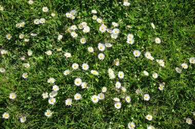 İlkbaharda Yabani Papatyalar Doku