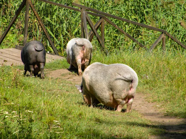 Three pigs from behind fun wag their tail in nature — Stock Photo, Image