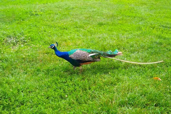 Pavo real con una cola rastrera en la hierba verde — Foto de Stock