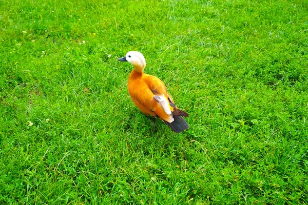 Red duck, Ruddy Shelduck, known as the Brahminy Duck, on Red duck, green grass Tadorna ferruginea — Stock Photo, Image