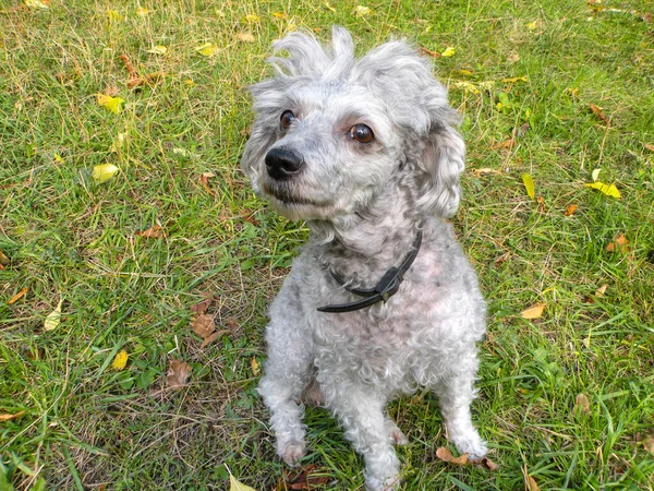 Ashen recortó caniche en la hierba. perro divertido con pelo corto — Foto de Stock