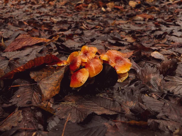 Grupa grzybów miodowych w lesie brązowe liście — Zdjęcie stockowe