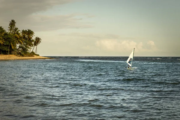 Windsurf Vela Mare Tramonto Con Palme Sullo Sfondo Praia Forte — Foto Stock