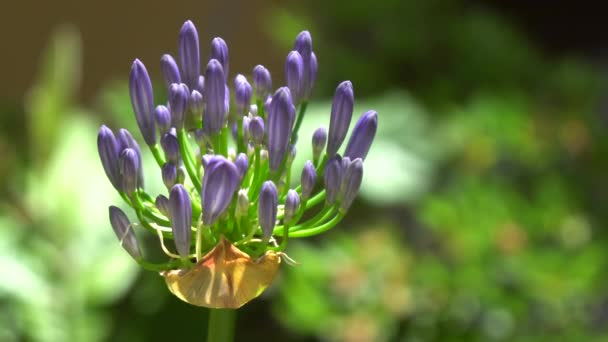 Yeşil Bir Arka Plan Üzerinde Rüzgarda Sallanan Çiçek — Stok video