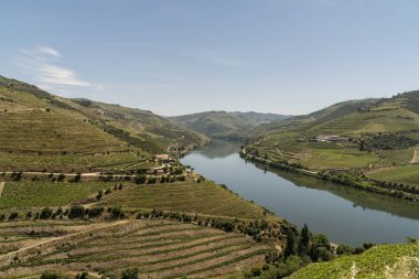 Portekiz nehir douro Vadisi üzüm bağları .