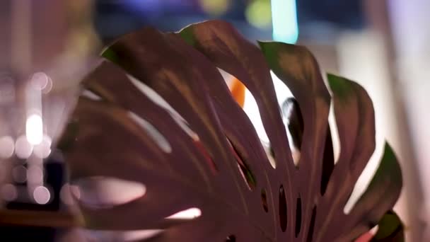 Blomma blad på en viss bakgrund — Stockvideo