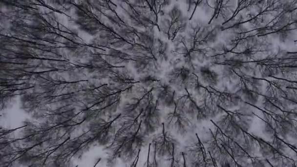 Tall trees in the expanses of the winter forest — Stock Video