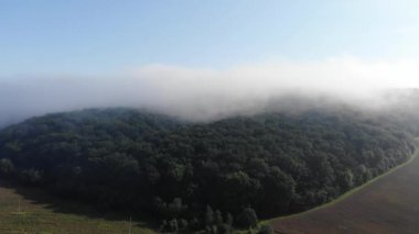 sis yavaşça yeşil orman kapsar