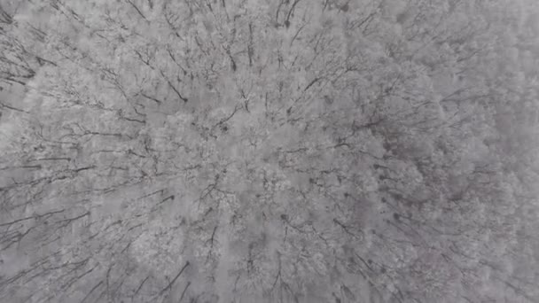 Střelba vrcholky zasněžených stromů v Duně — Stock video