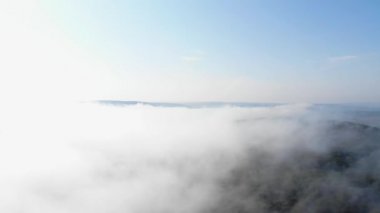 Genç orman sis ile kaplıdır