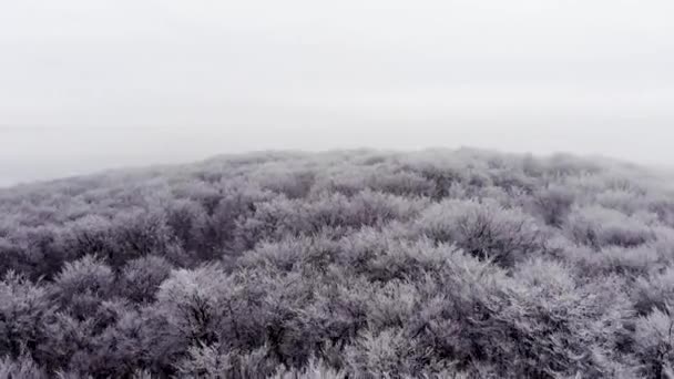 Lot w lesie zimą — Wideo stockowe