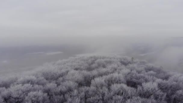 Schieten een forest fairy winter door dron — Stockvideo