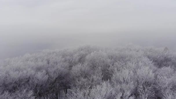 Schwere natürliche Bedingungen des Winterwaldes — Stockvideo