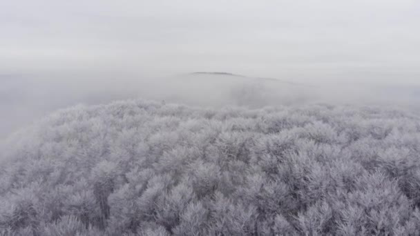 멋진 겨울 자연, 눈 풍경 — 비디오