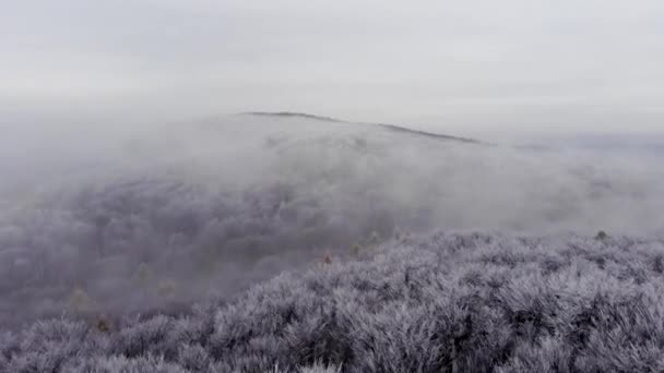 Snö täckta skog dalen, skytte från höjden — Stockvideo