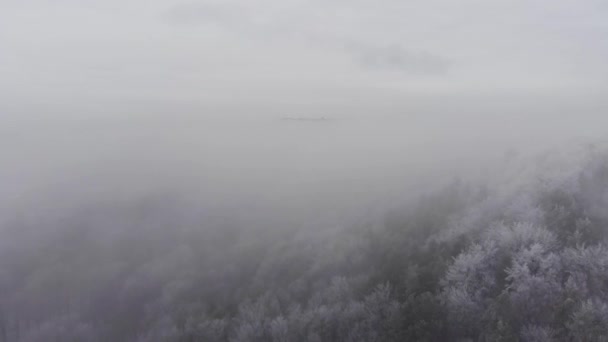 Sis yavaşça kış ormanı kapsar — Stok video