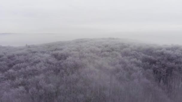 Ağaçların kar kaplı tops, bir dron çekim — Stok video