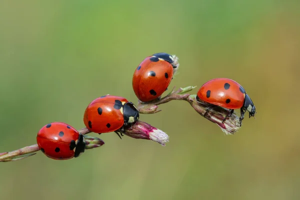 ladybug of nature artwork