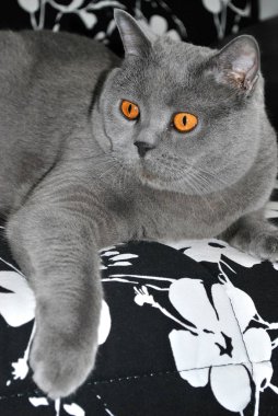 İngiliz kedi portresi