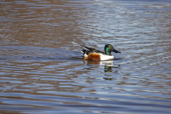 Північна shoveler Анас — стокове фото