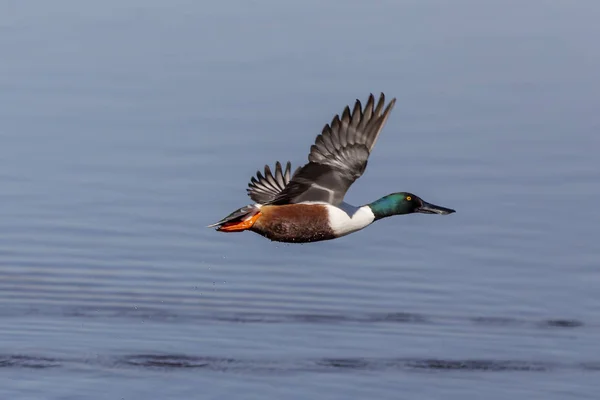 Bayağı kaşıkgaga Anas uçan