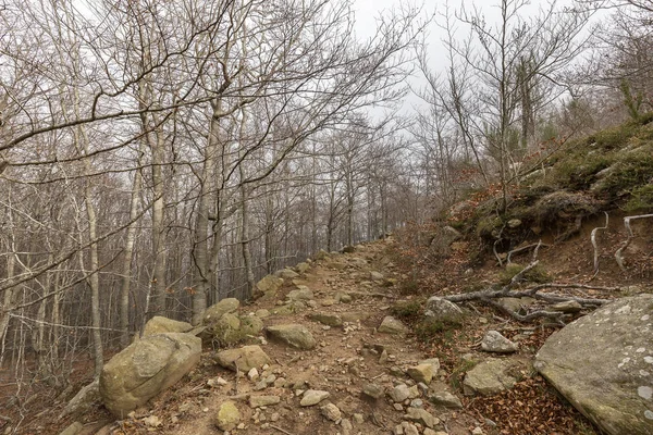 Природний парк Montseny — стокове фото