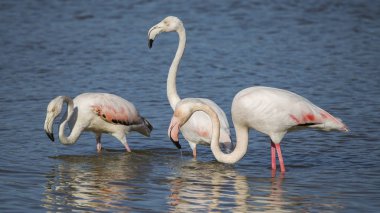 Pembe flamingolar (phoenicopterus çevresi) Ampurdan bataklıklar doğal park grubu