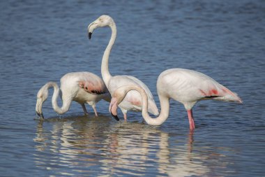 Pembe flamingolar (phoenicopterus çevresi) Ampurdan bataklıklar doğal park grubu