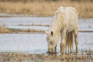 Ampurdan, Girona, Katalonya, İspanya bataklıklar doğal park Camargue ATI